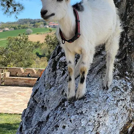 Pensjonat Quadrifoglio Potenza Picena